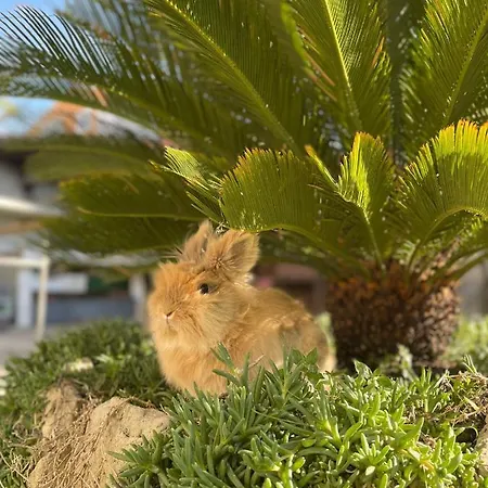 Apartman Borgina Vodice