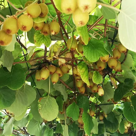 Borgina Apartman Vodice