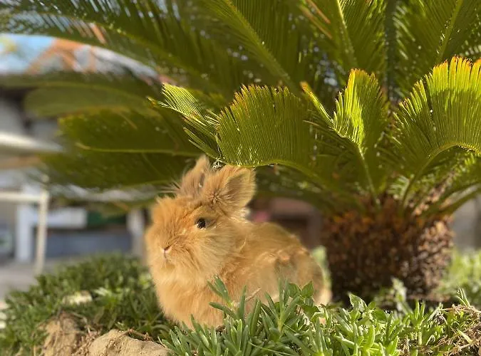 Apartament Borgina Vodice