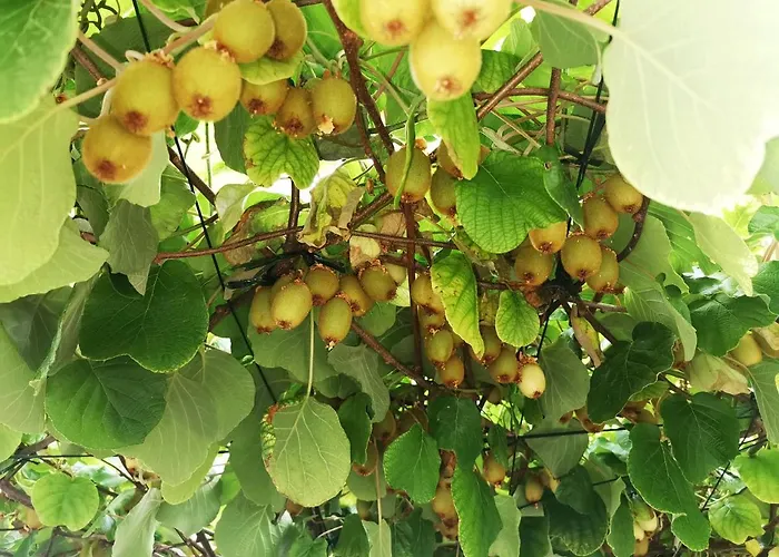 Borgina Apartament Vodice